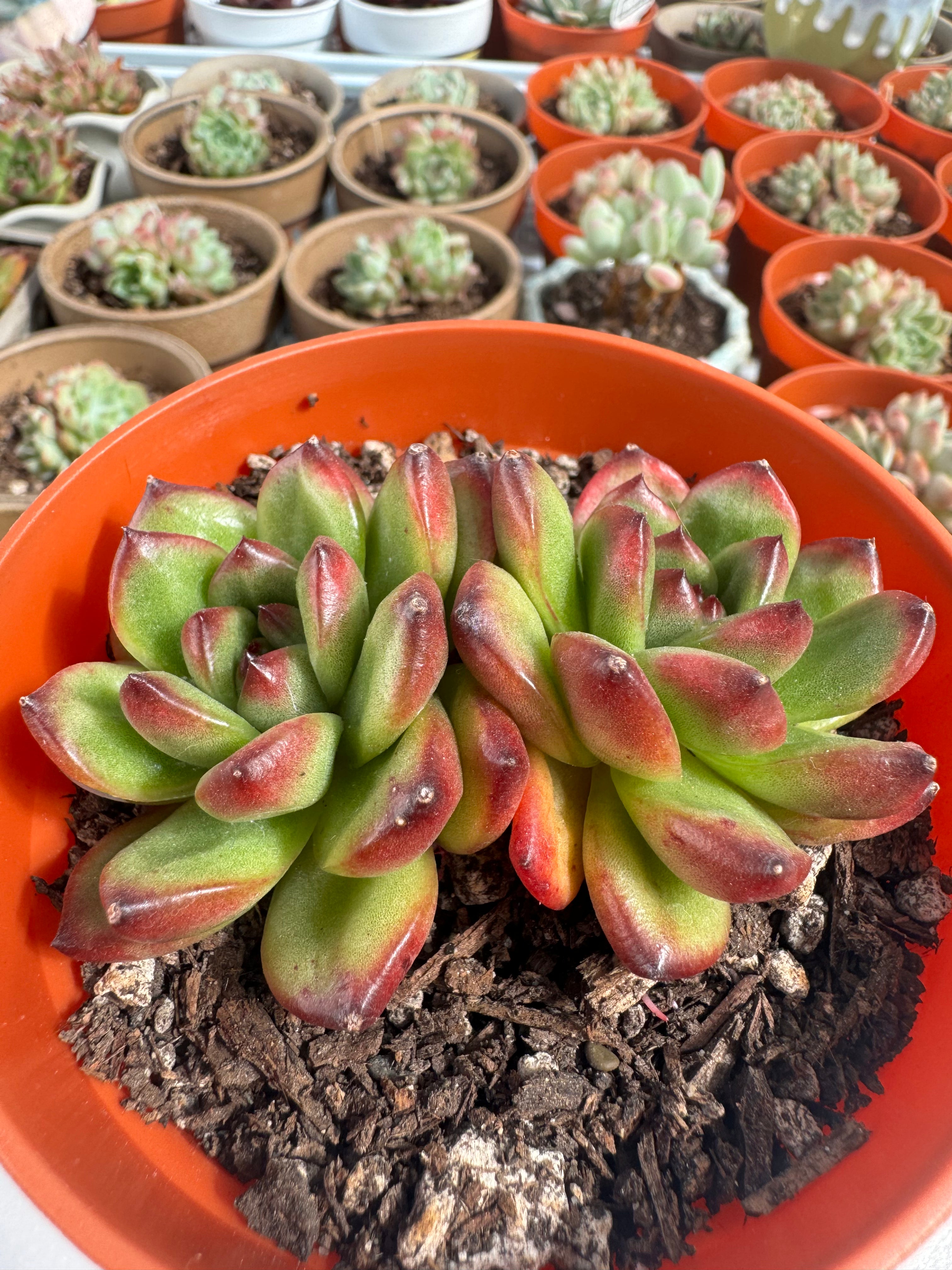 succulent e Echeveria TM – Extra Succulent