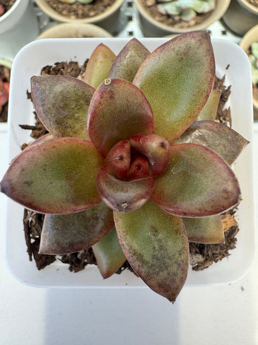 Echeveria Smoky Quartz