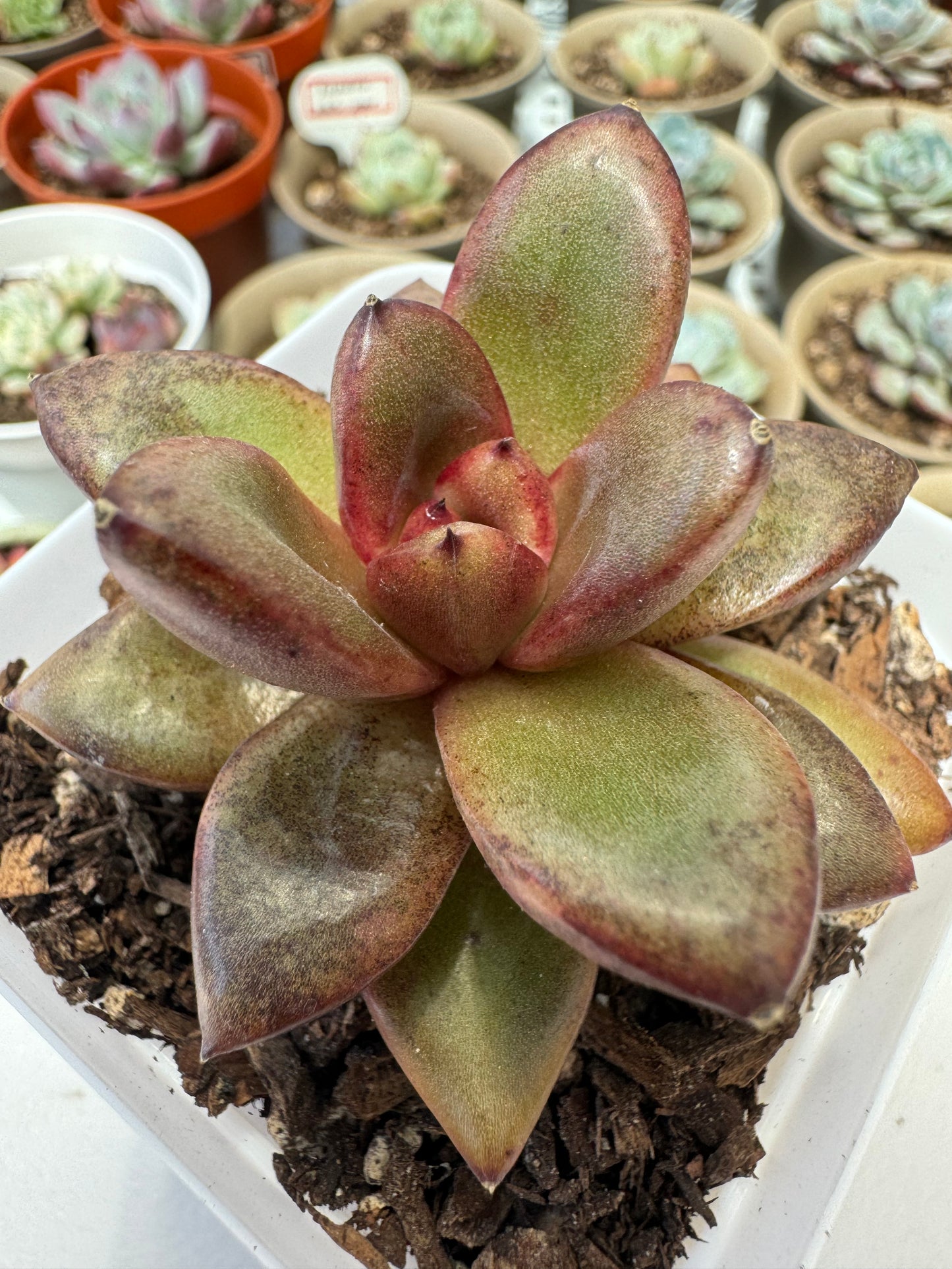 Echeveria Smoky Quartz