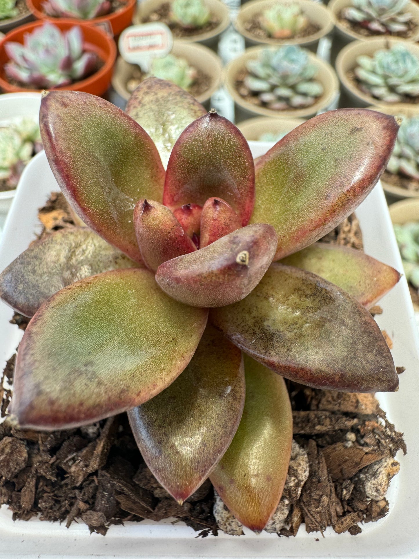 Echeveria Smoky Quartz