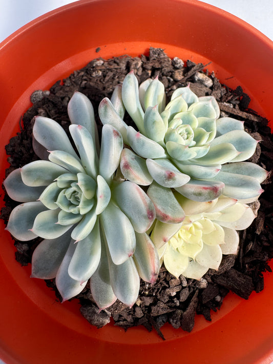 Echeveria Minima