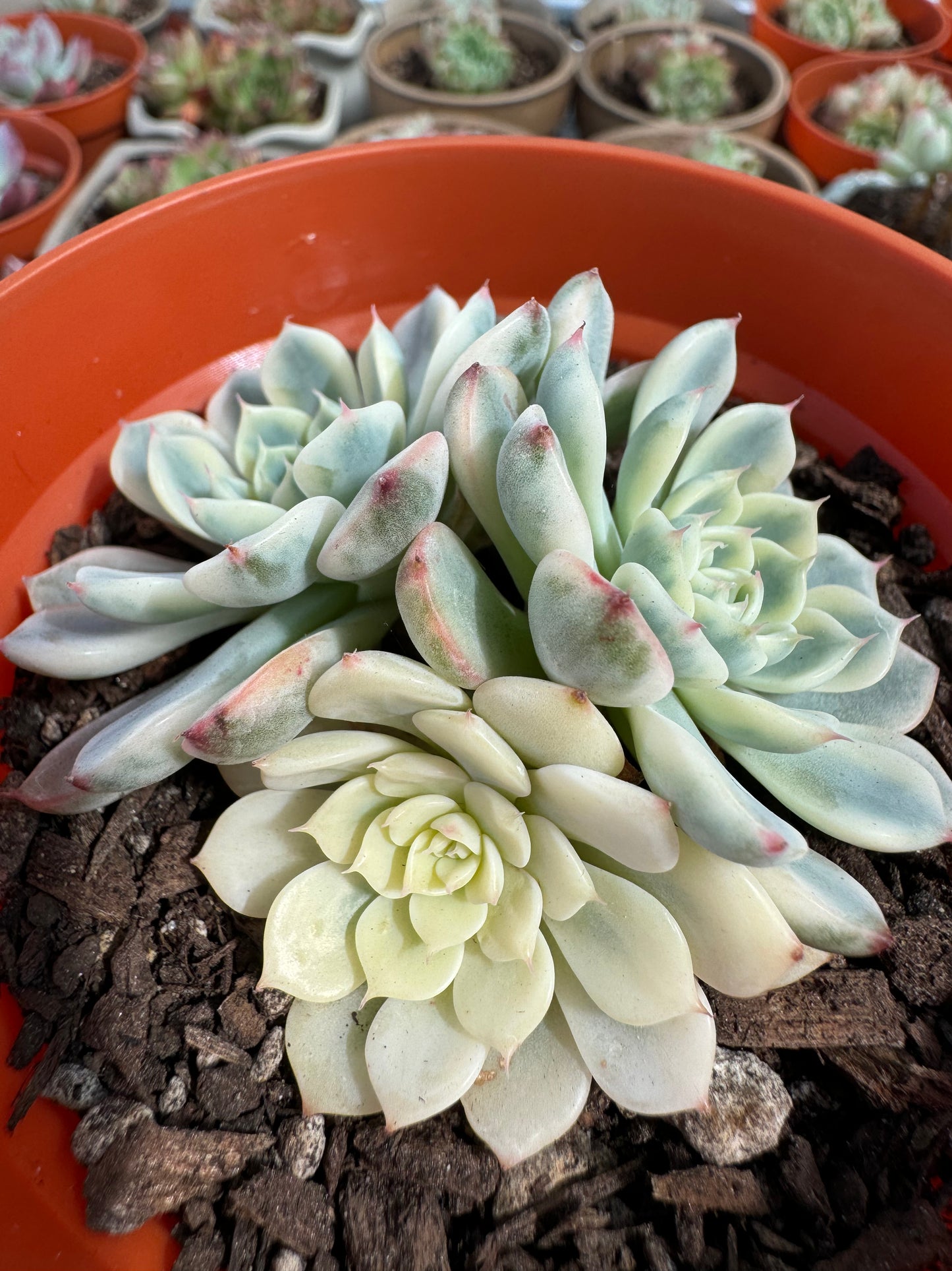 Echeveria Minima