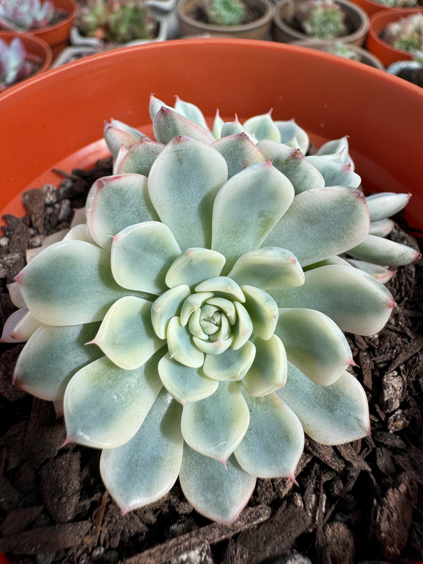 Echeveria Minima