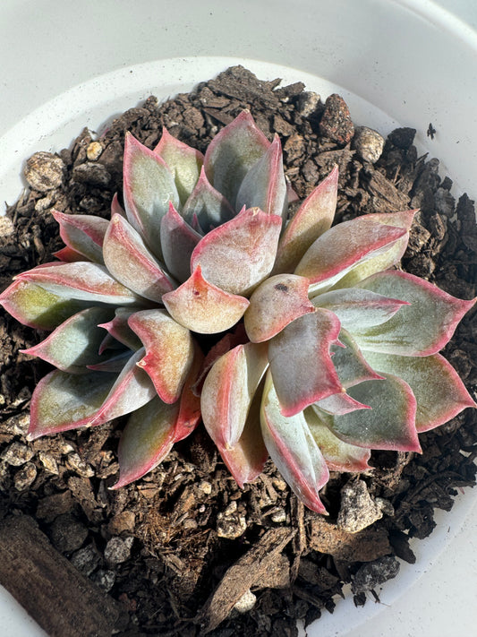 Echeveria Night Elf