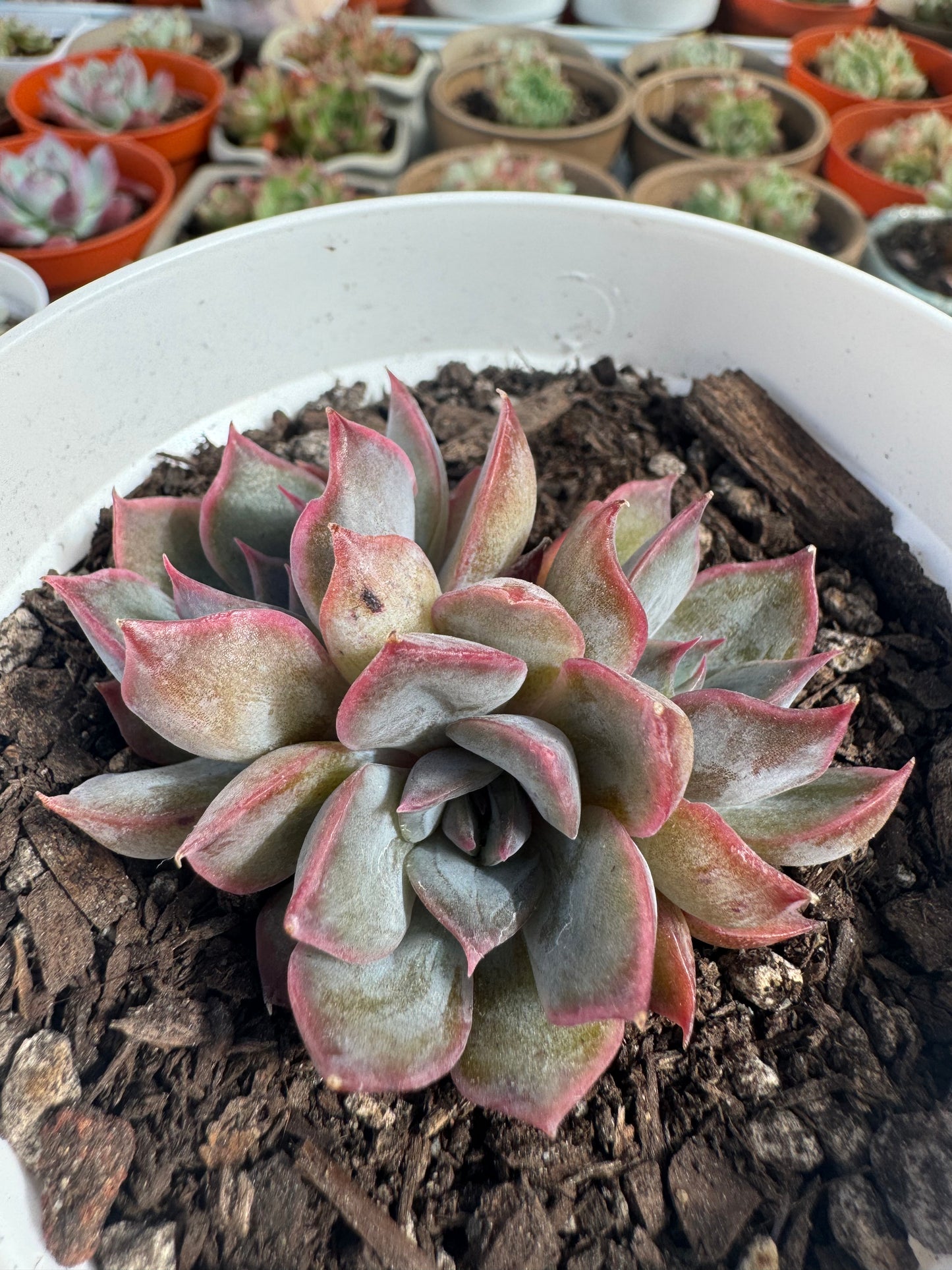 Echeveria Night Elf