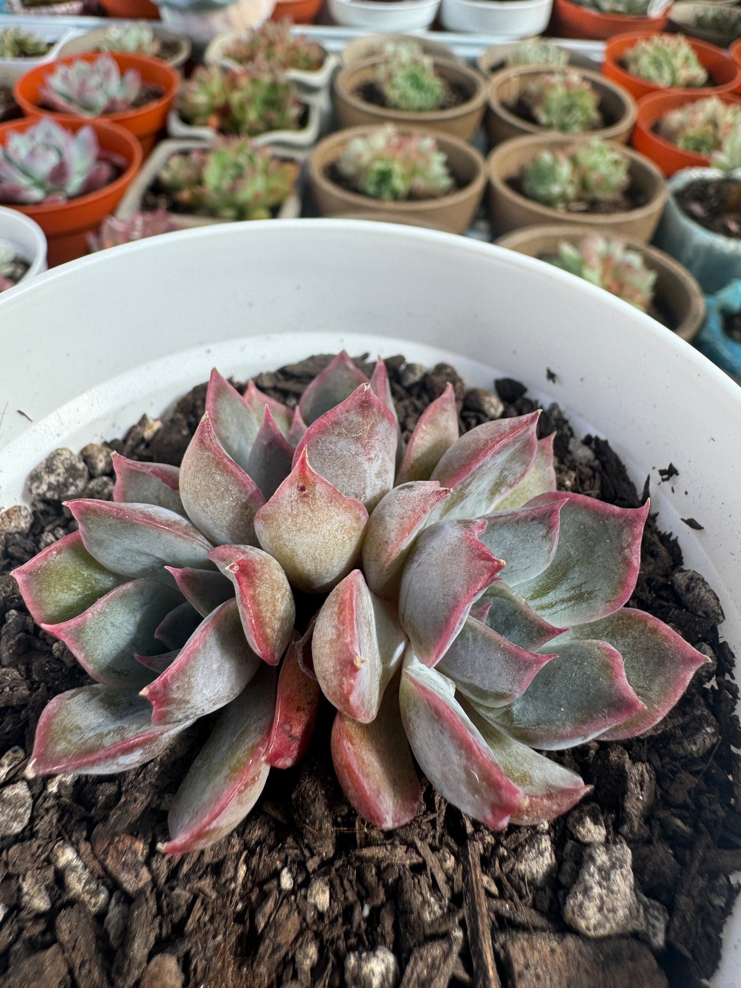 Echeveria Night Elf