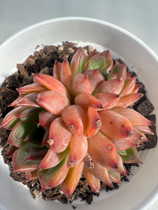 Echeveria Normad