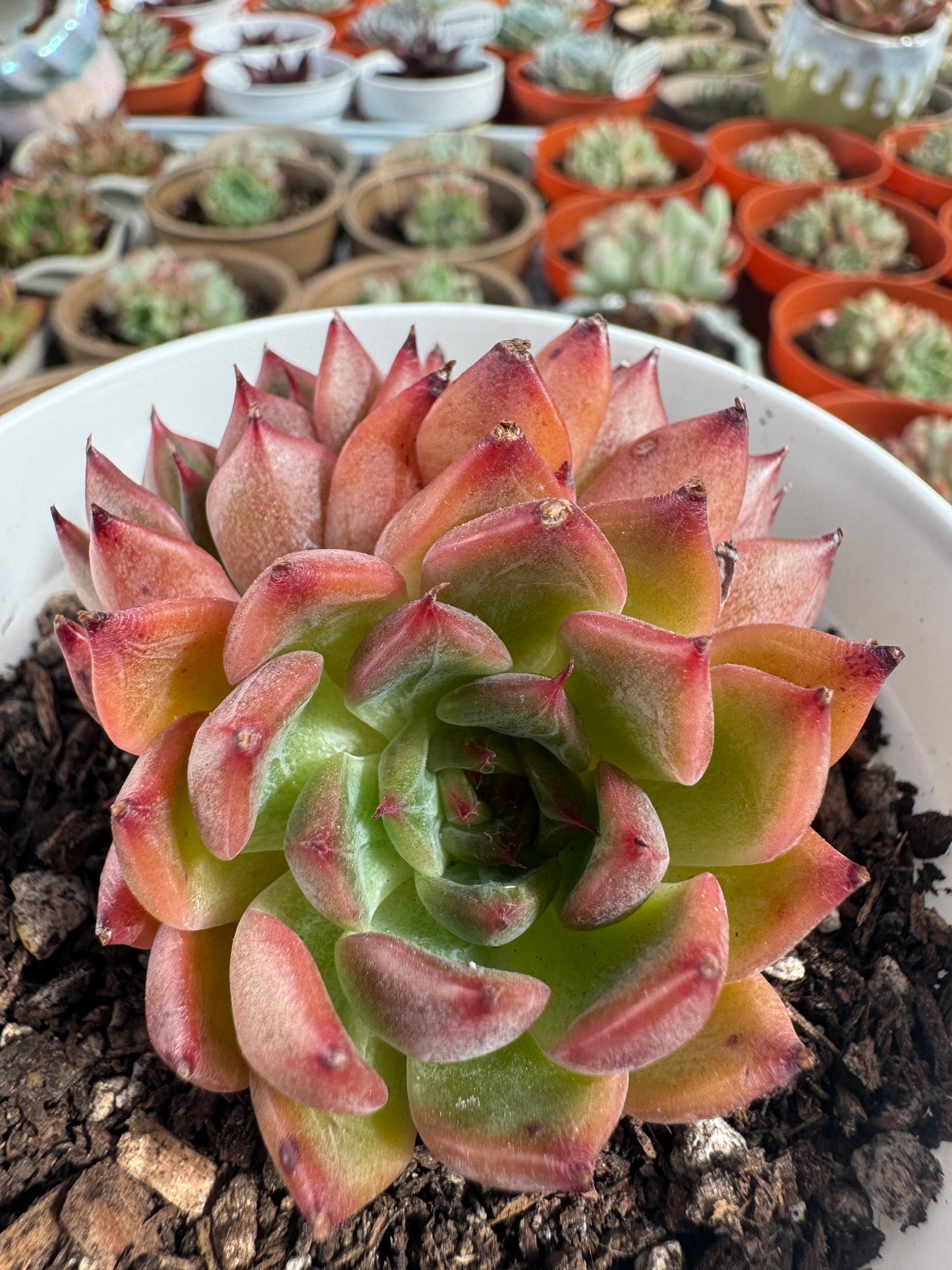 Echeveria Normad