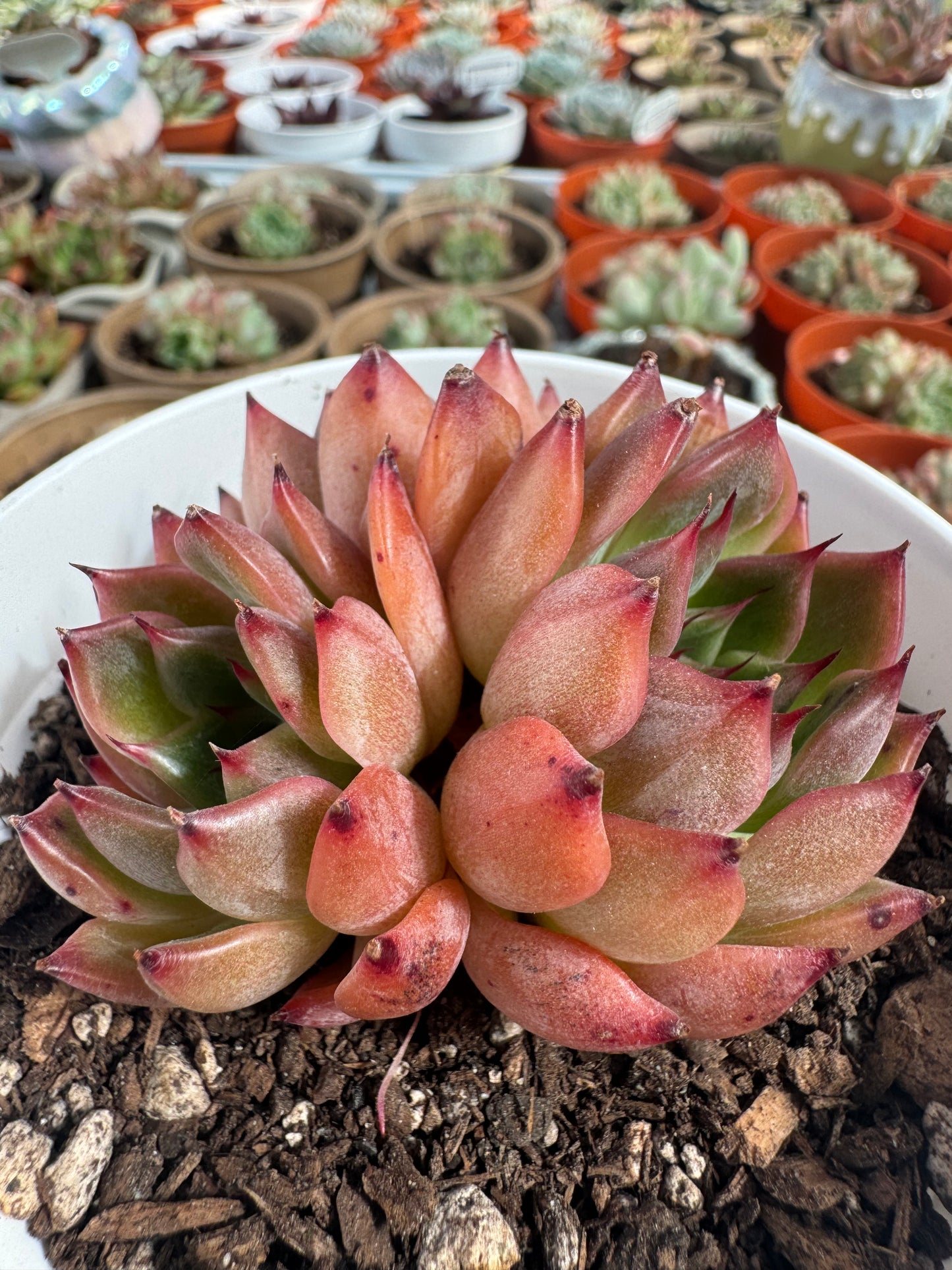 Echeveria Normad