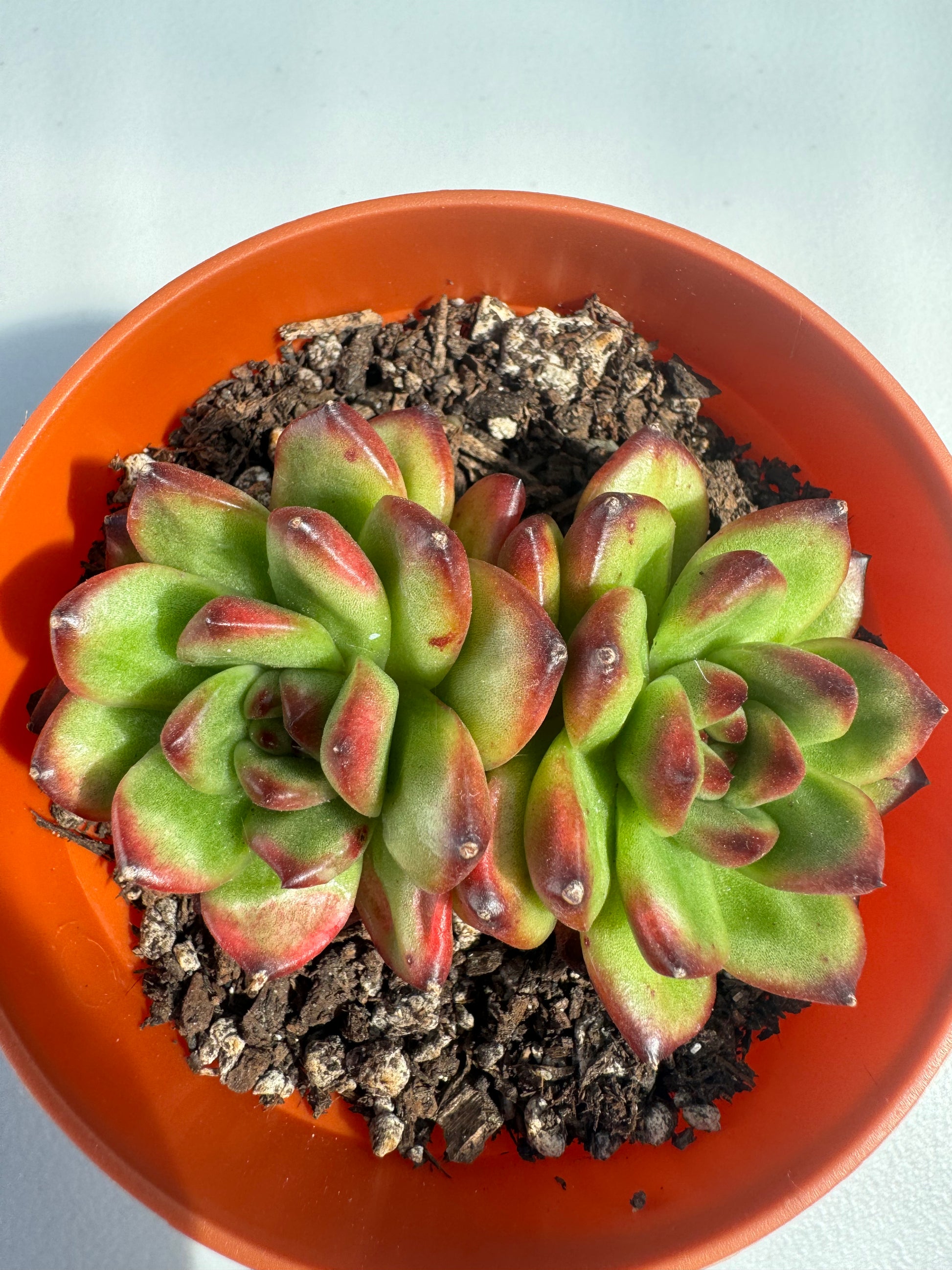 succulent e Echeveria TM – Extra Succulent