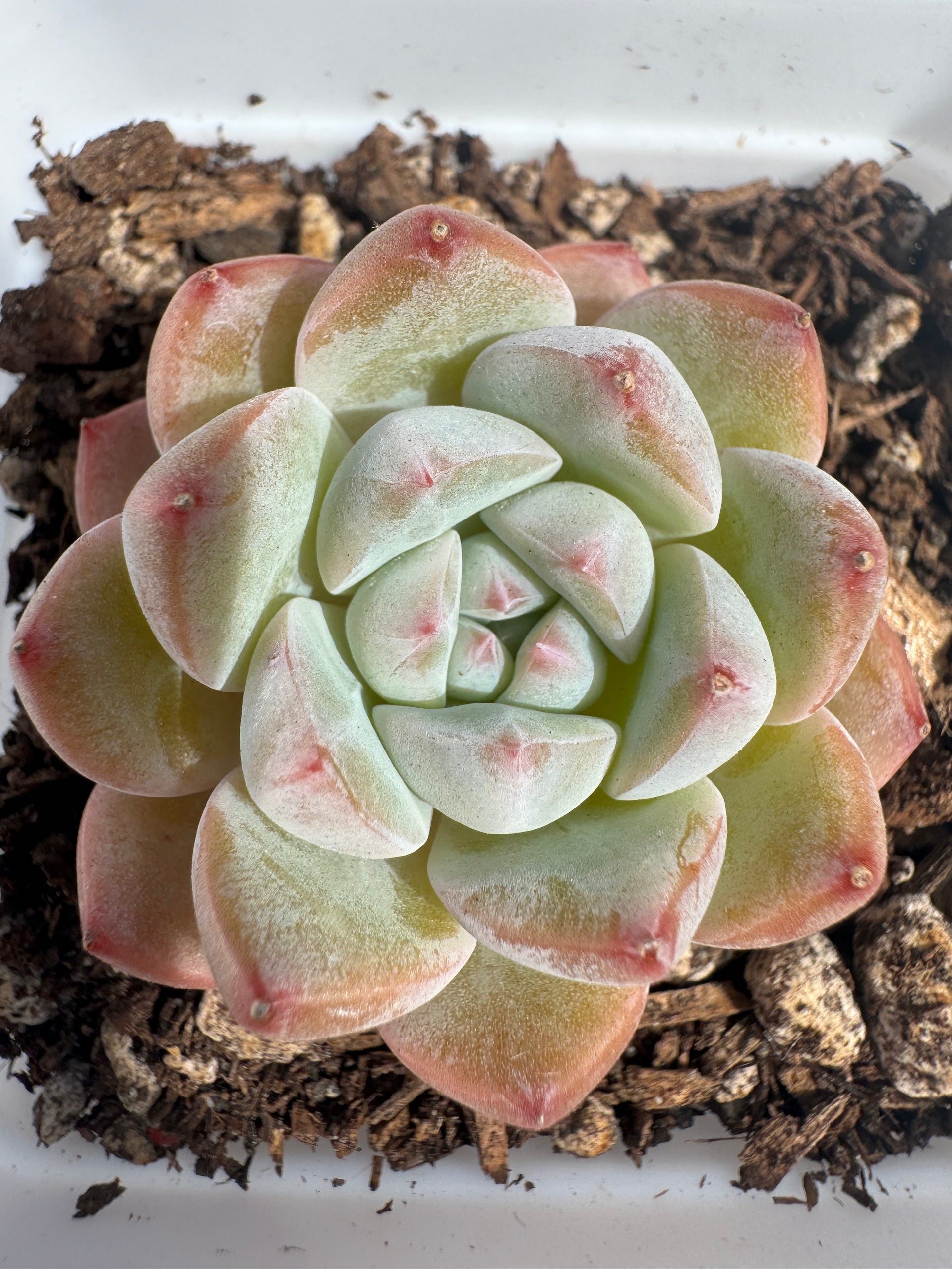 edible succulents candy Echeveria Fruit Candy – Extra Succulent