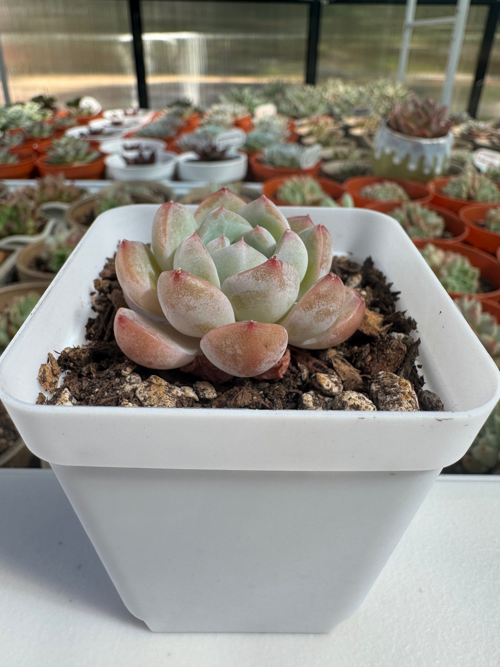 succulent shaped candy Echeveria Fruit Candy – Extra Succulent