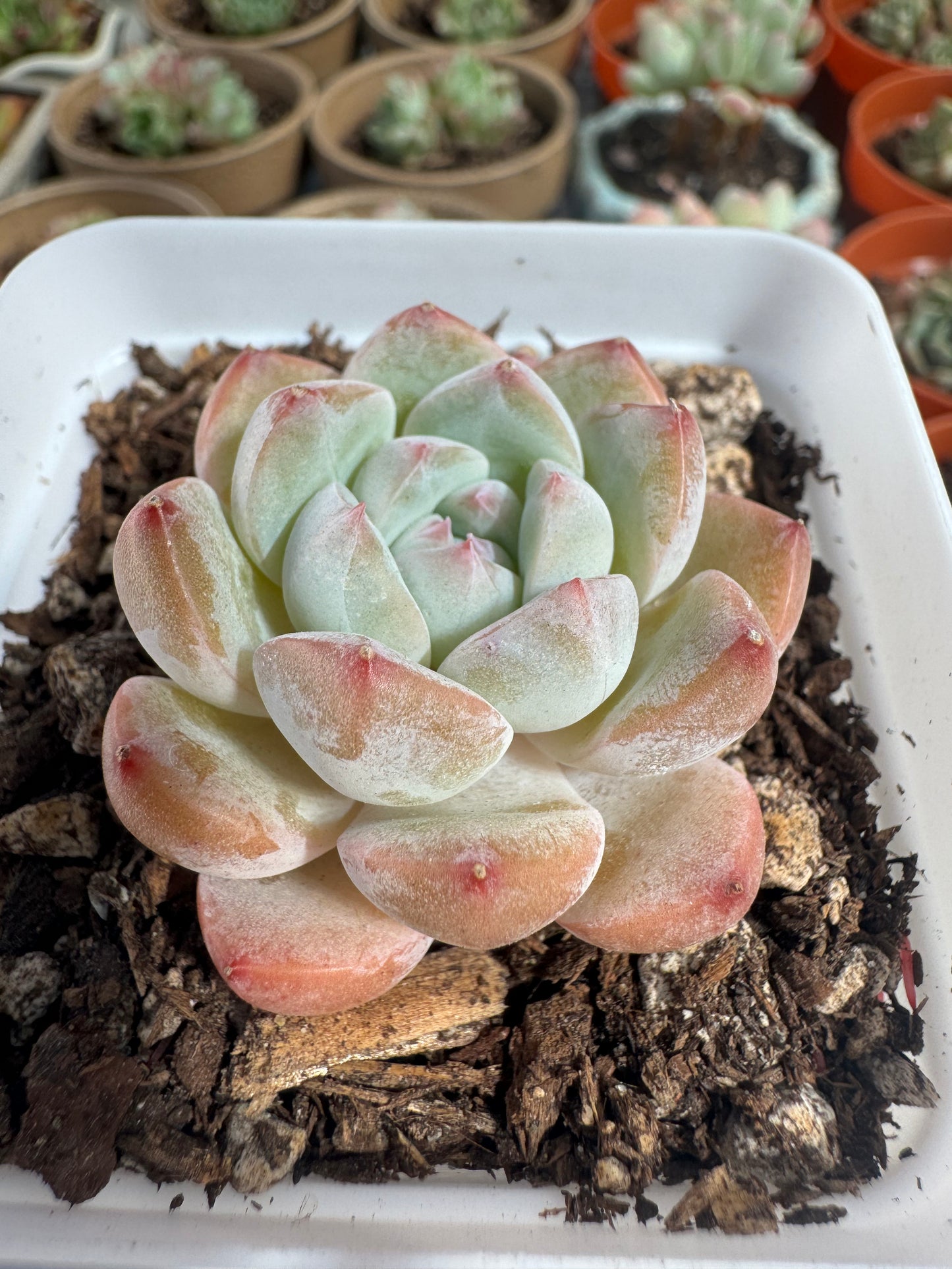 Echeveria Fruit Candy