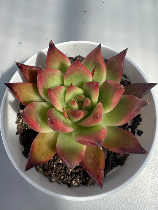 Echeveria Frank