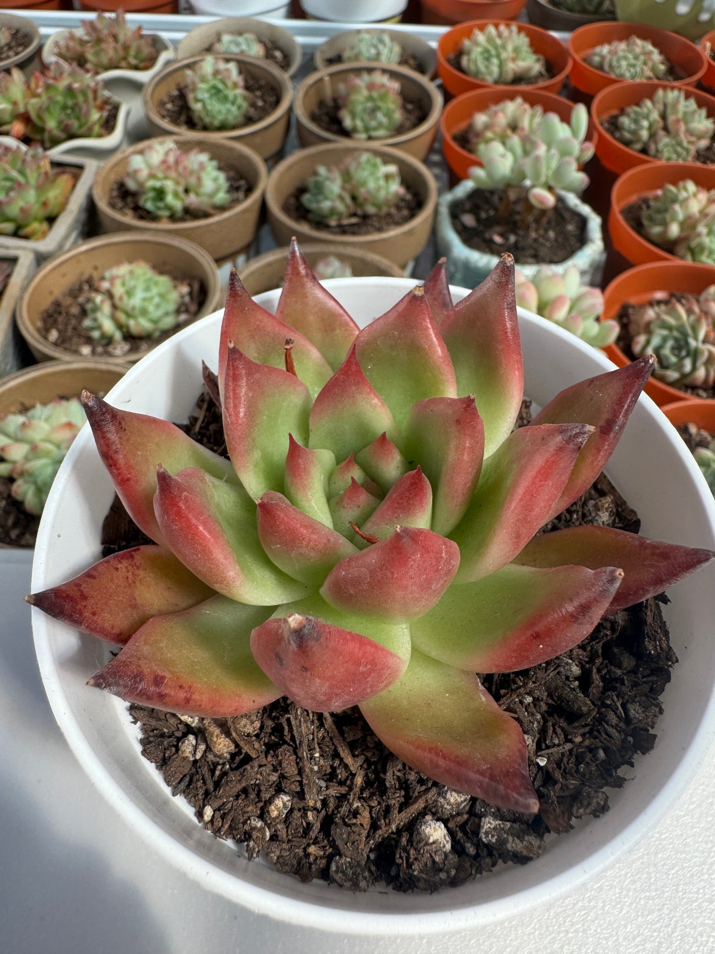 Echeveria Frank