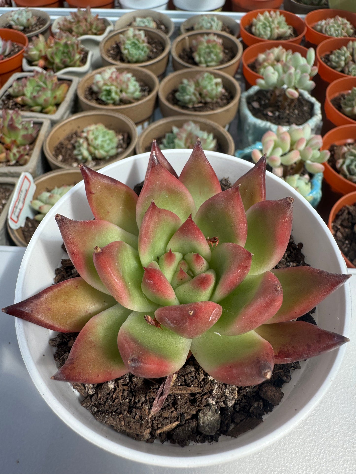 Echeveria Frank