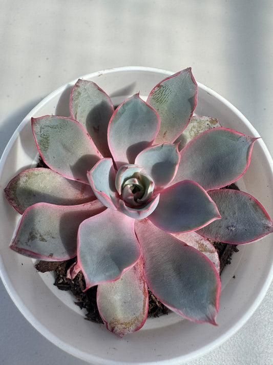 Echeveria Hera