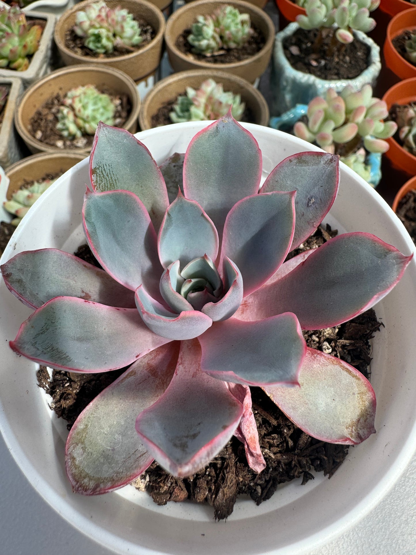 Echeveria Hera