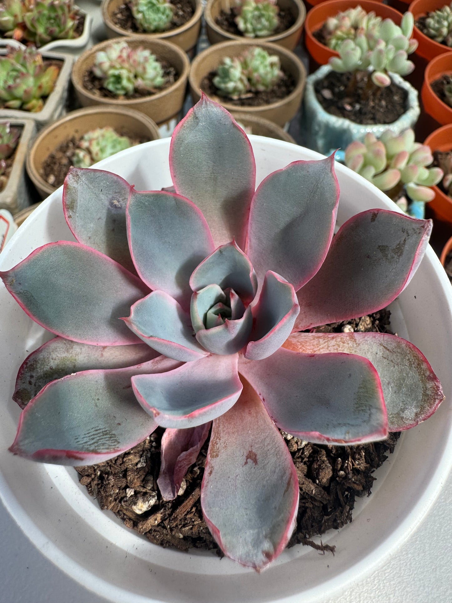 Echeveria Hera