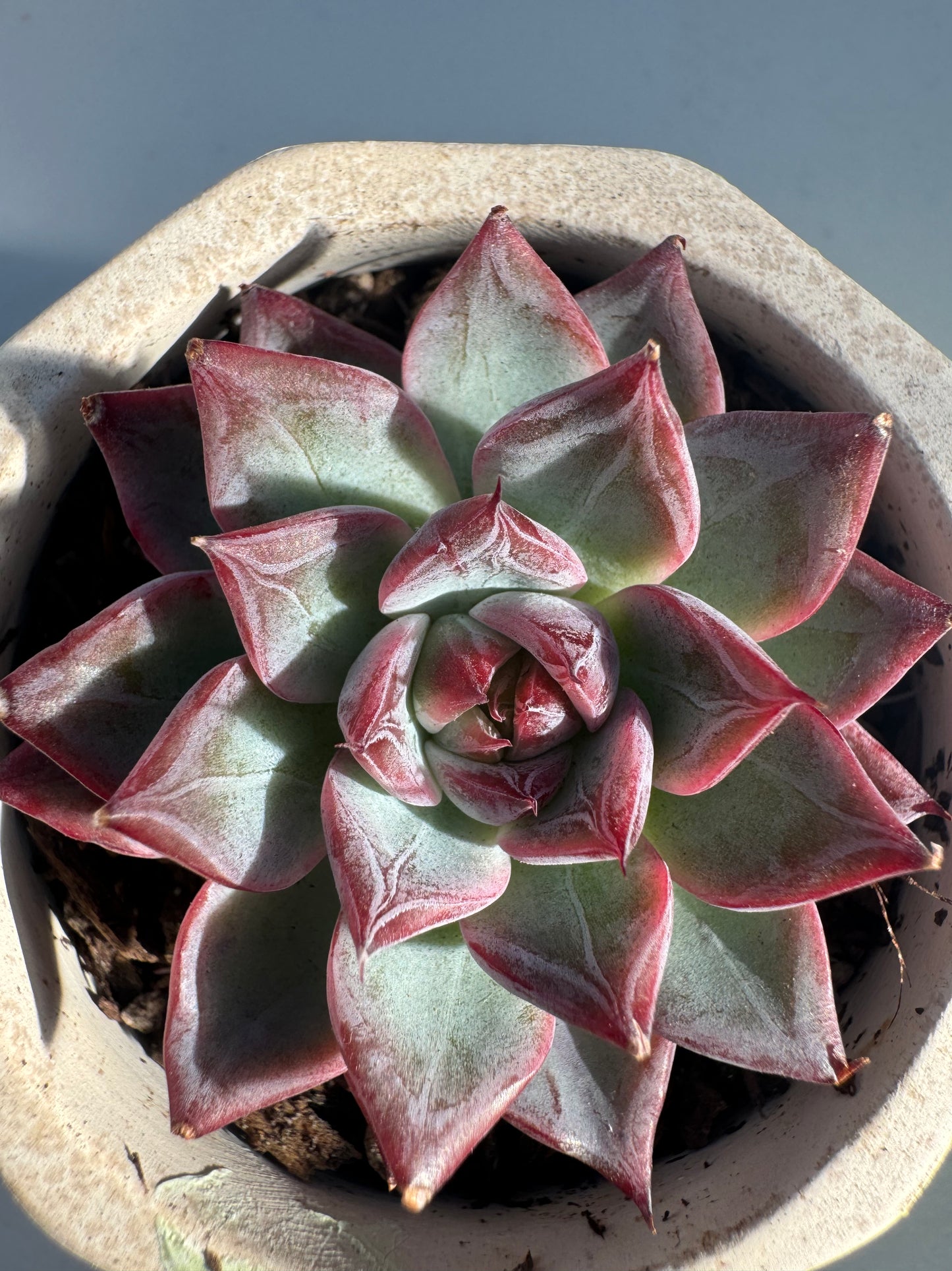 Echeveria Black Swan