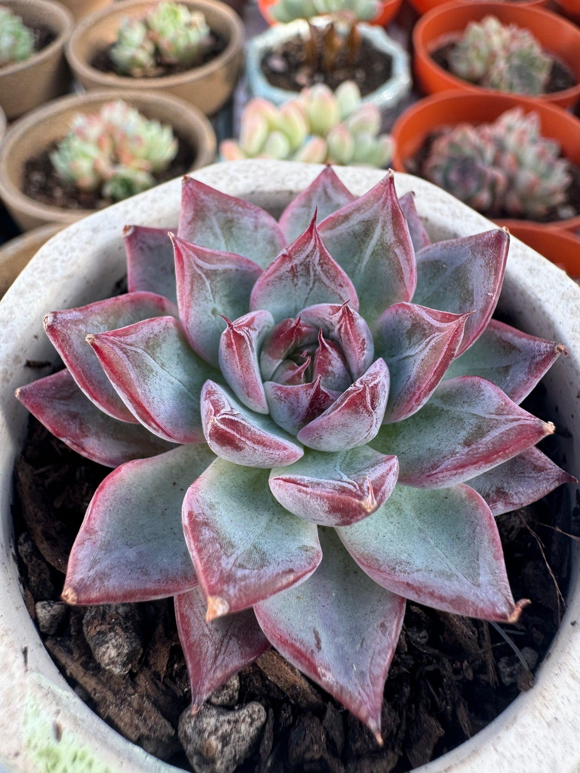swan succulent Echeveria Black Swan