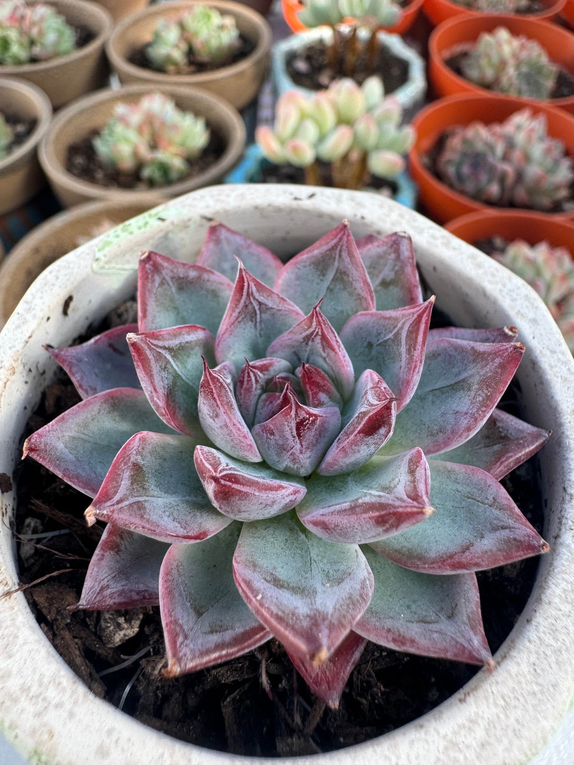 black dragon succulent Echeveria Black Swan – Extra Succulent