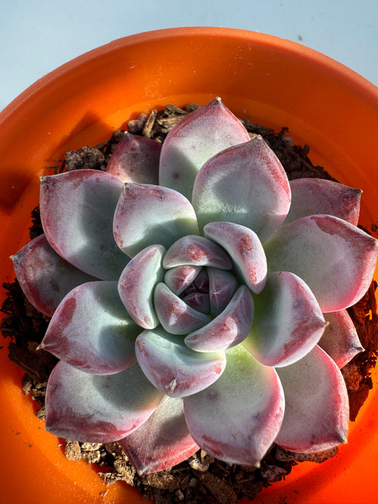 Echeveria Primitive Corolla