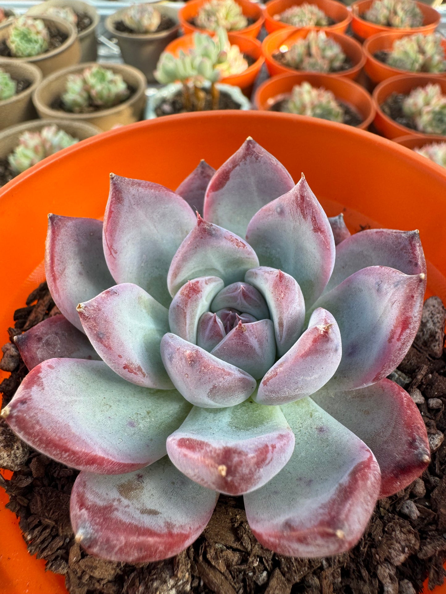 Echeveria Primitive Corolla