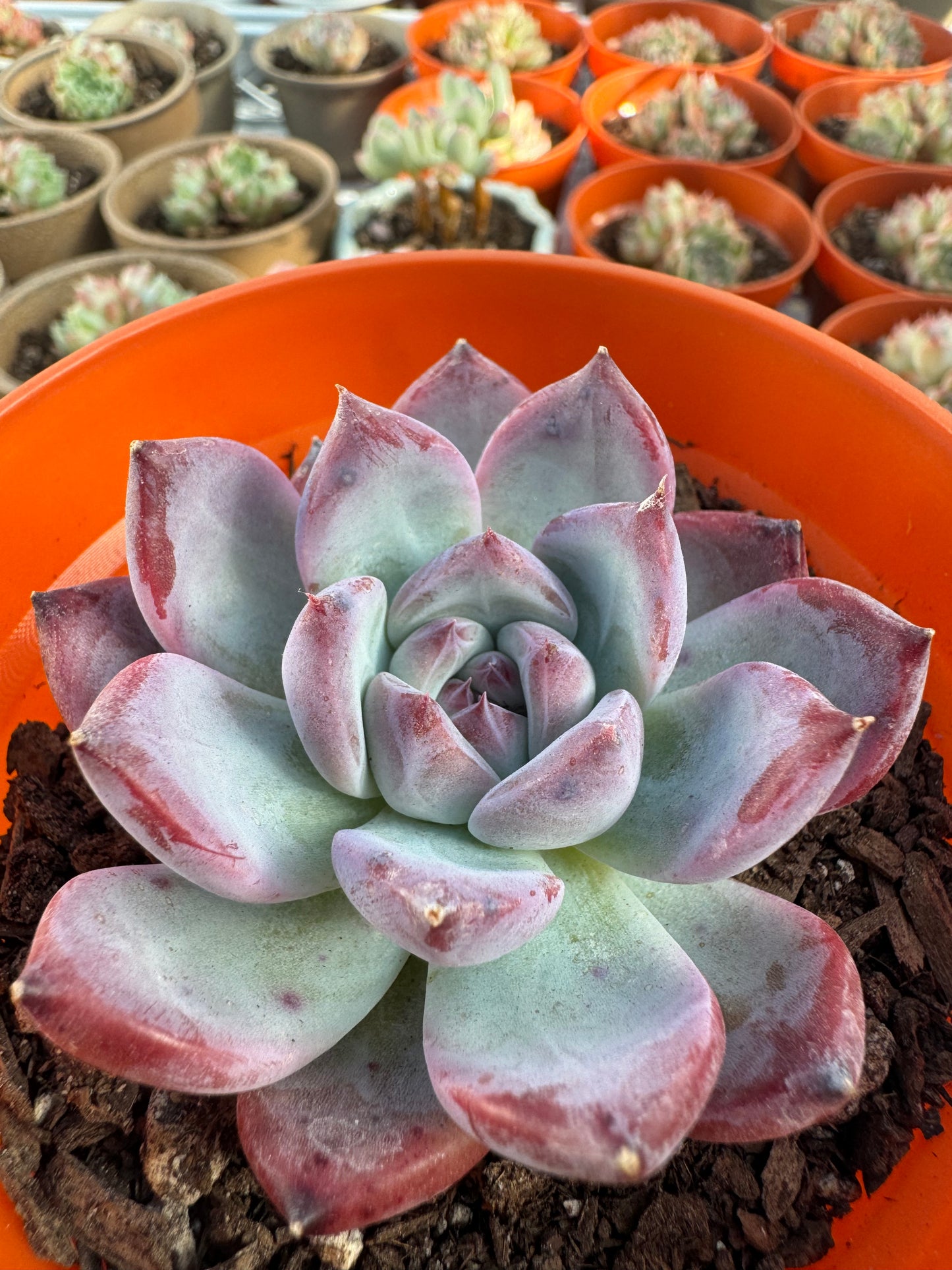 Echeveria Primitive Corolla