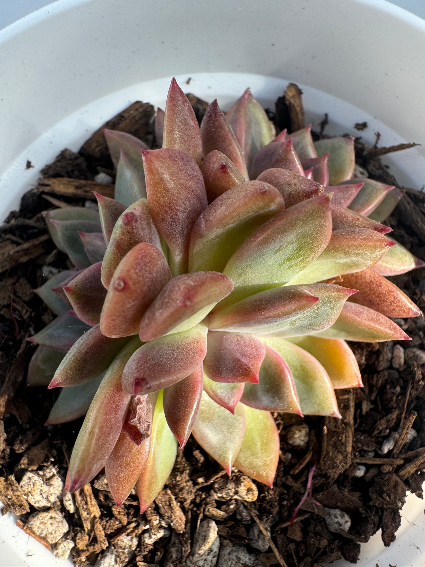 Echeveria Purple Grapes