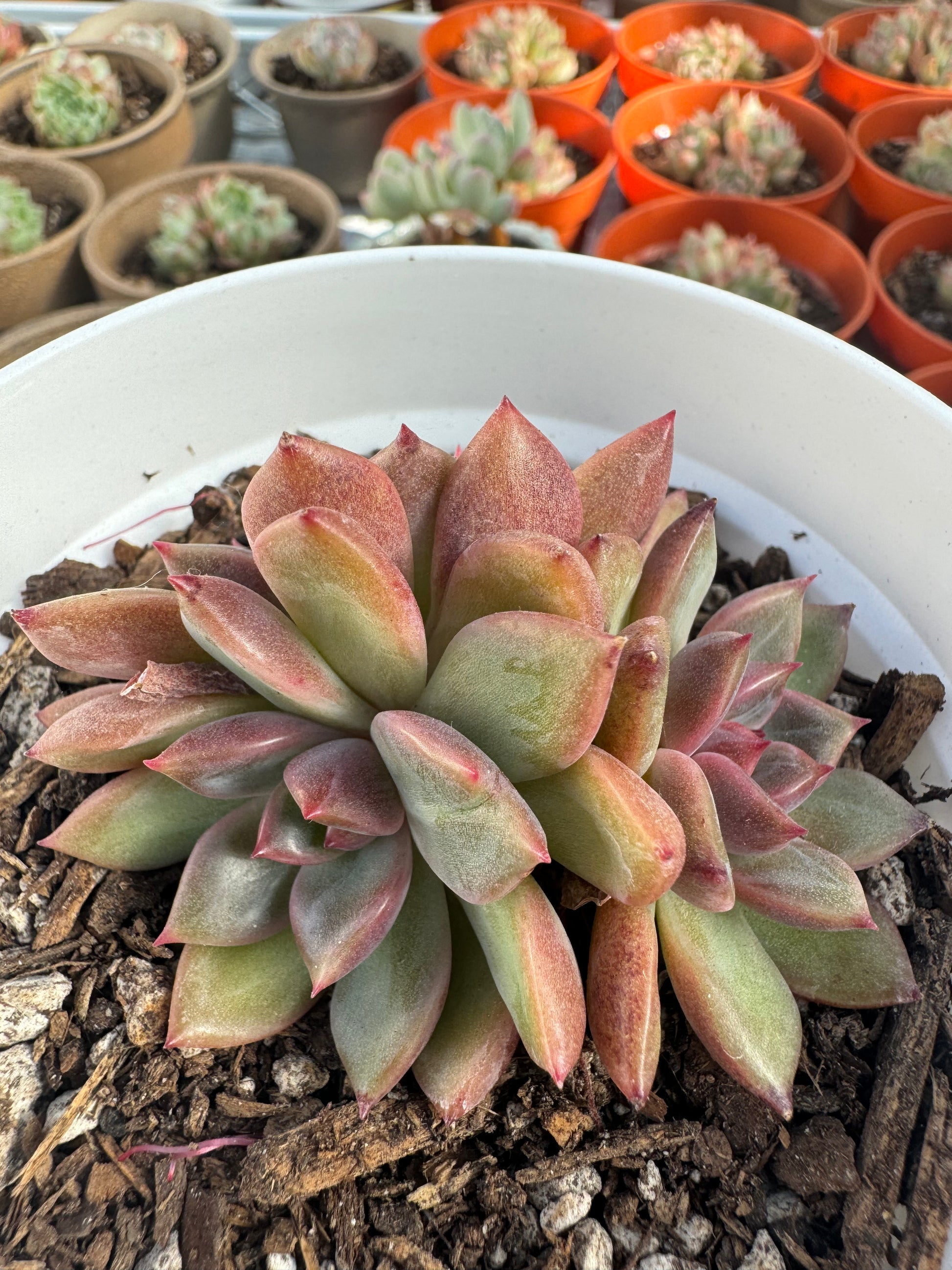 succulent looks like grapes Echeveria Purple Grapes – Extra Succulent