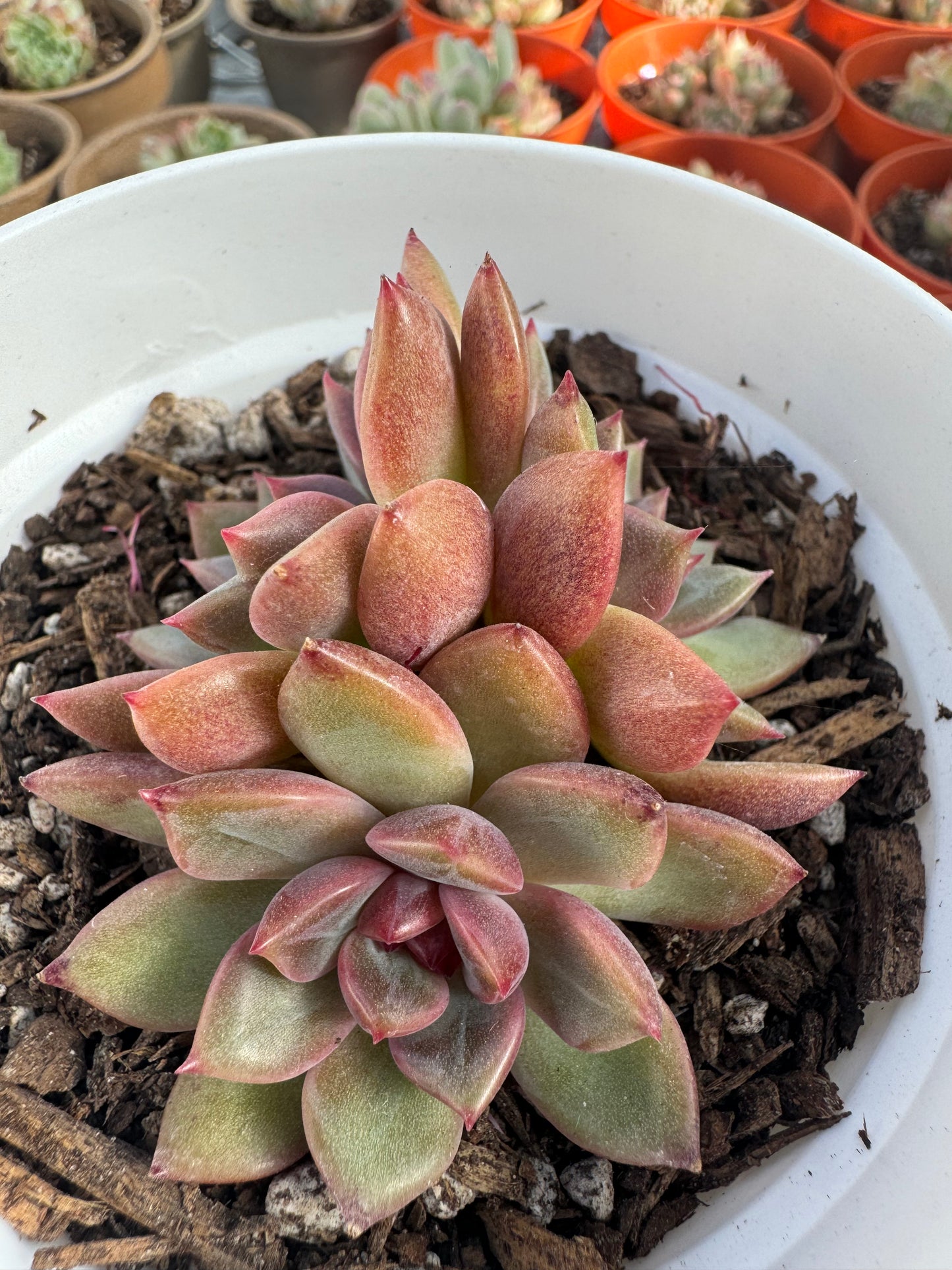 Echeveria Purple Grapes