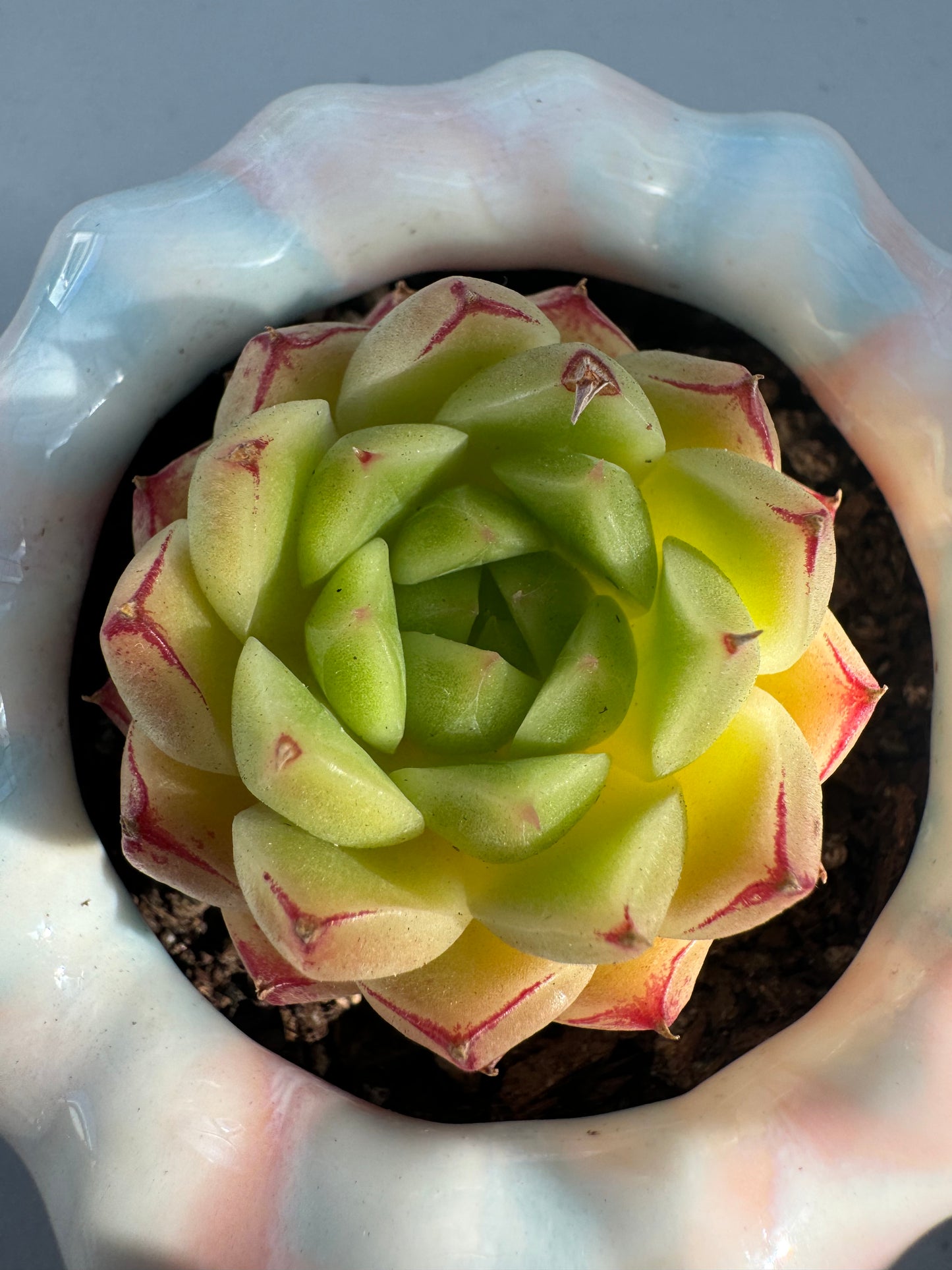 Echeveria Fengfei