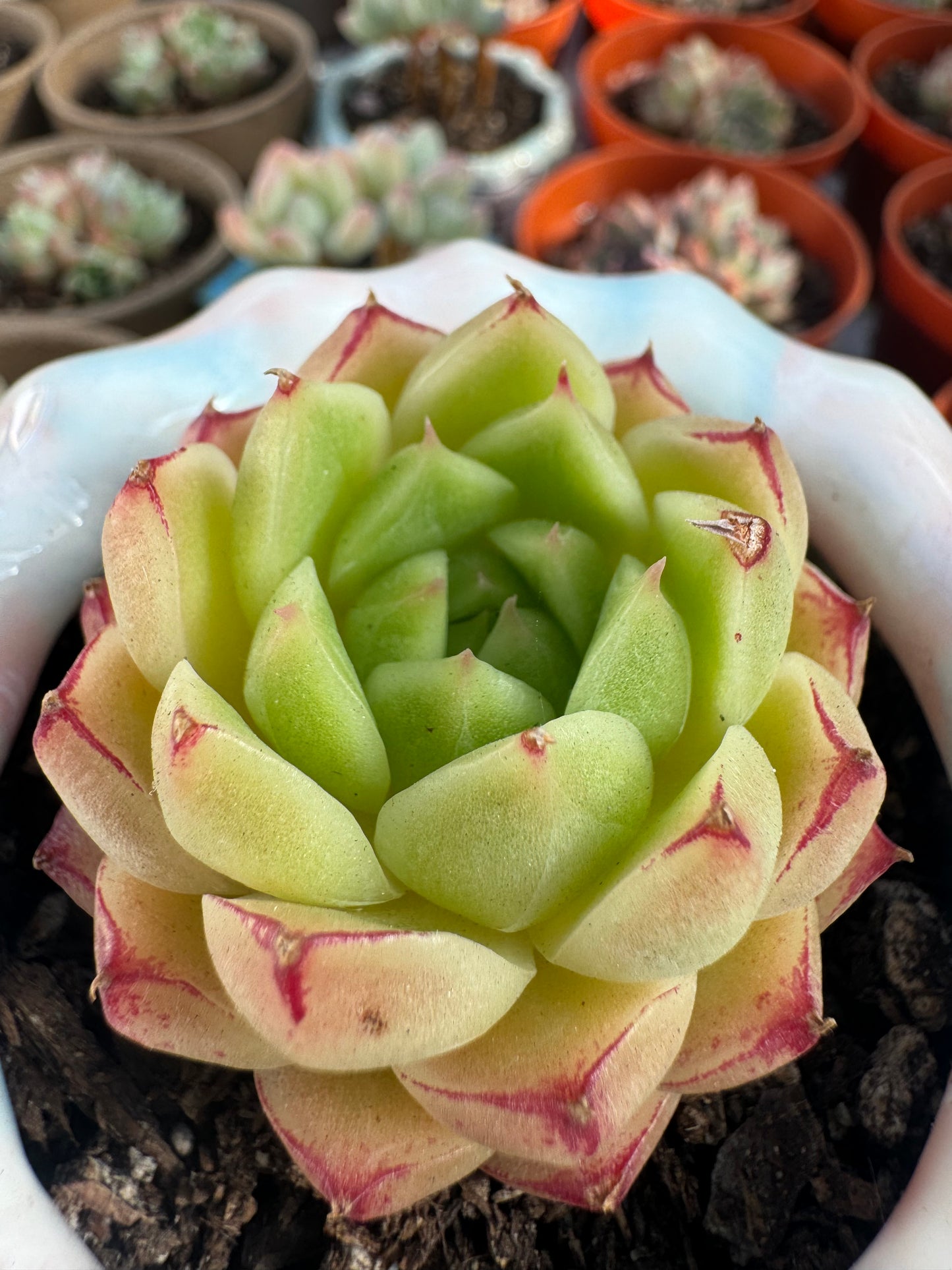 Echeveria Fengfei