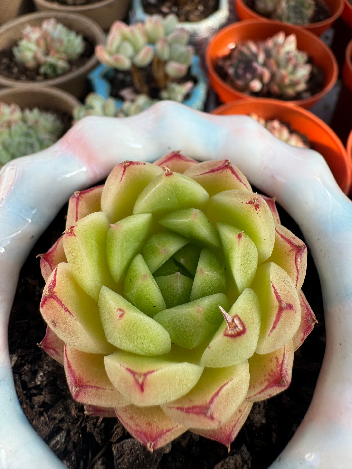 Echeveria Fengfei