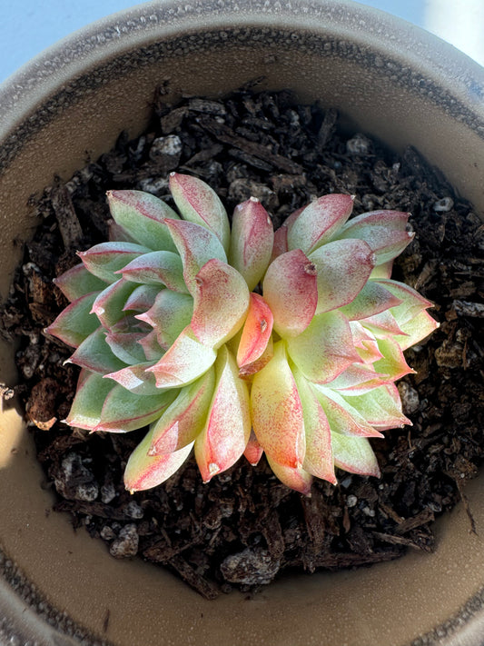 Echeveria Pink Queen