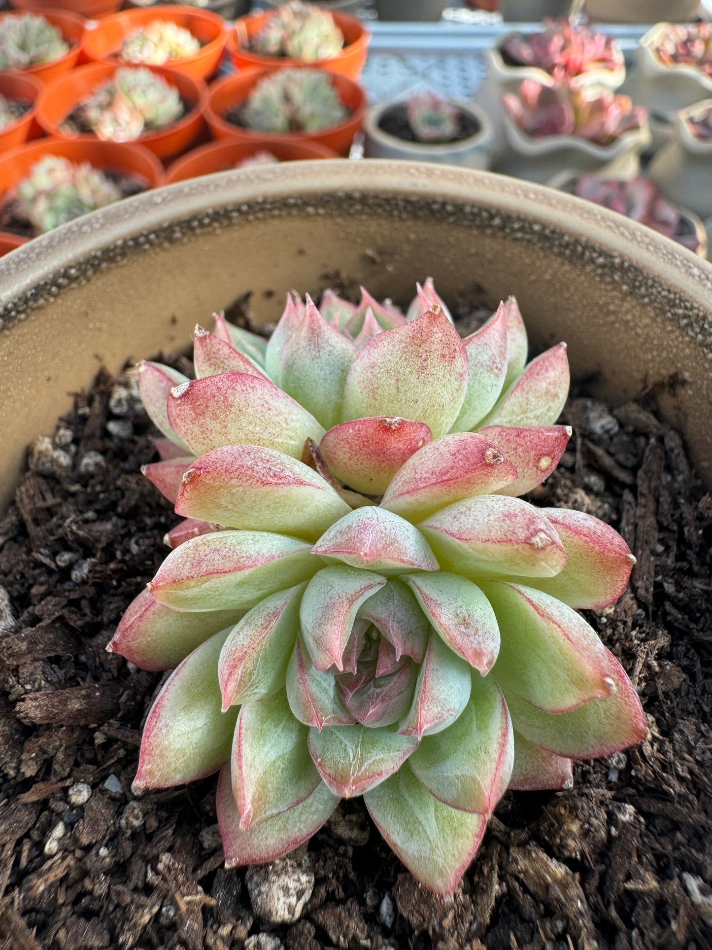 Echeveria Pink Queen