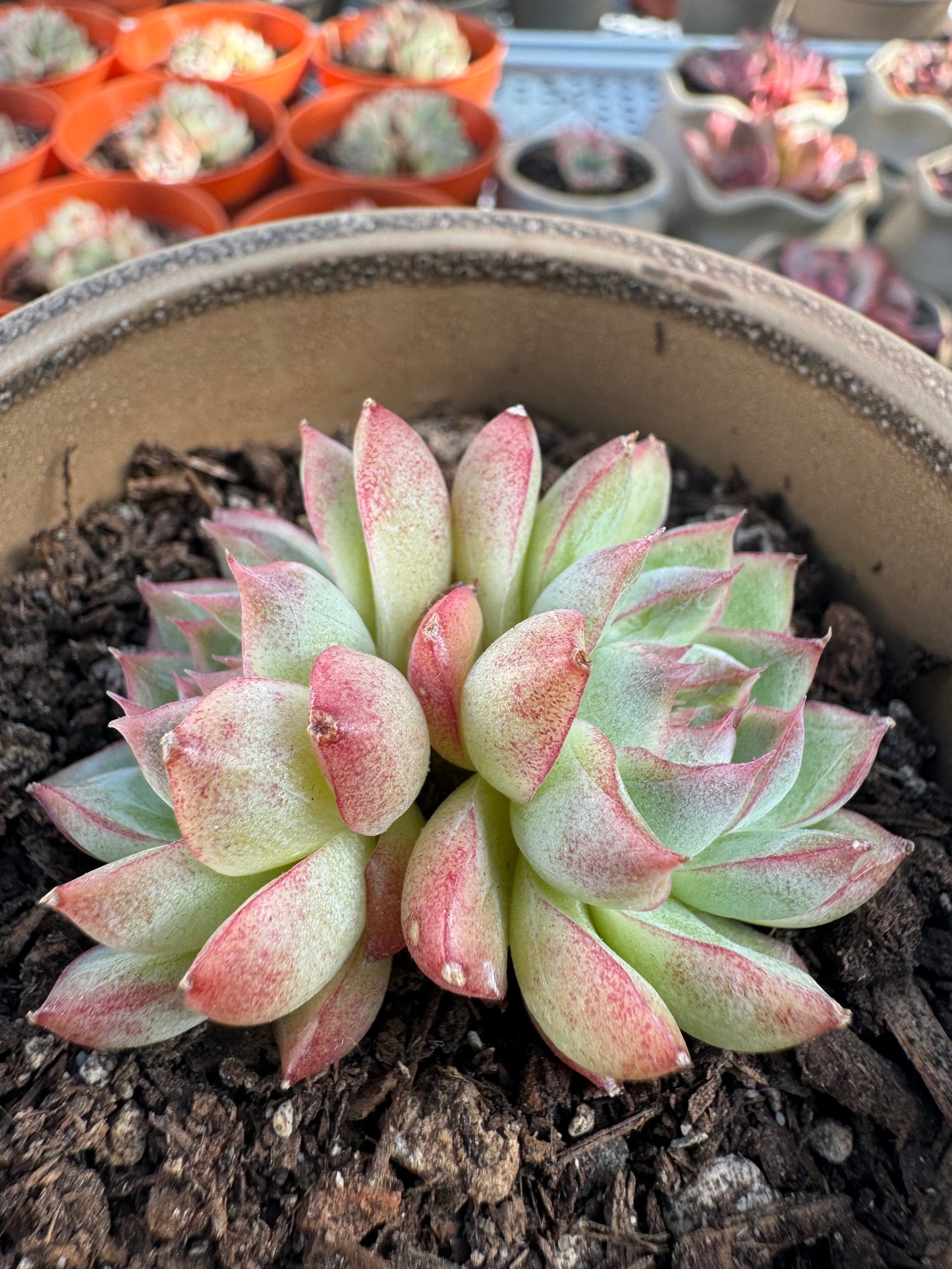 Echeveria Pink Queen