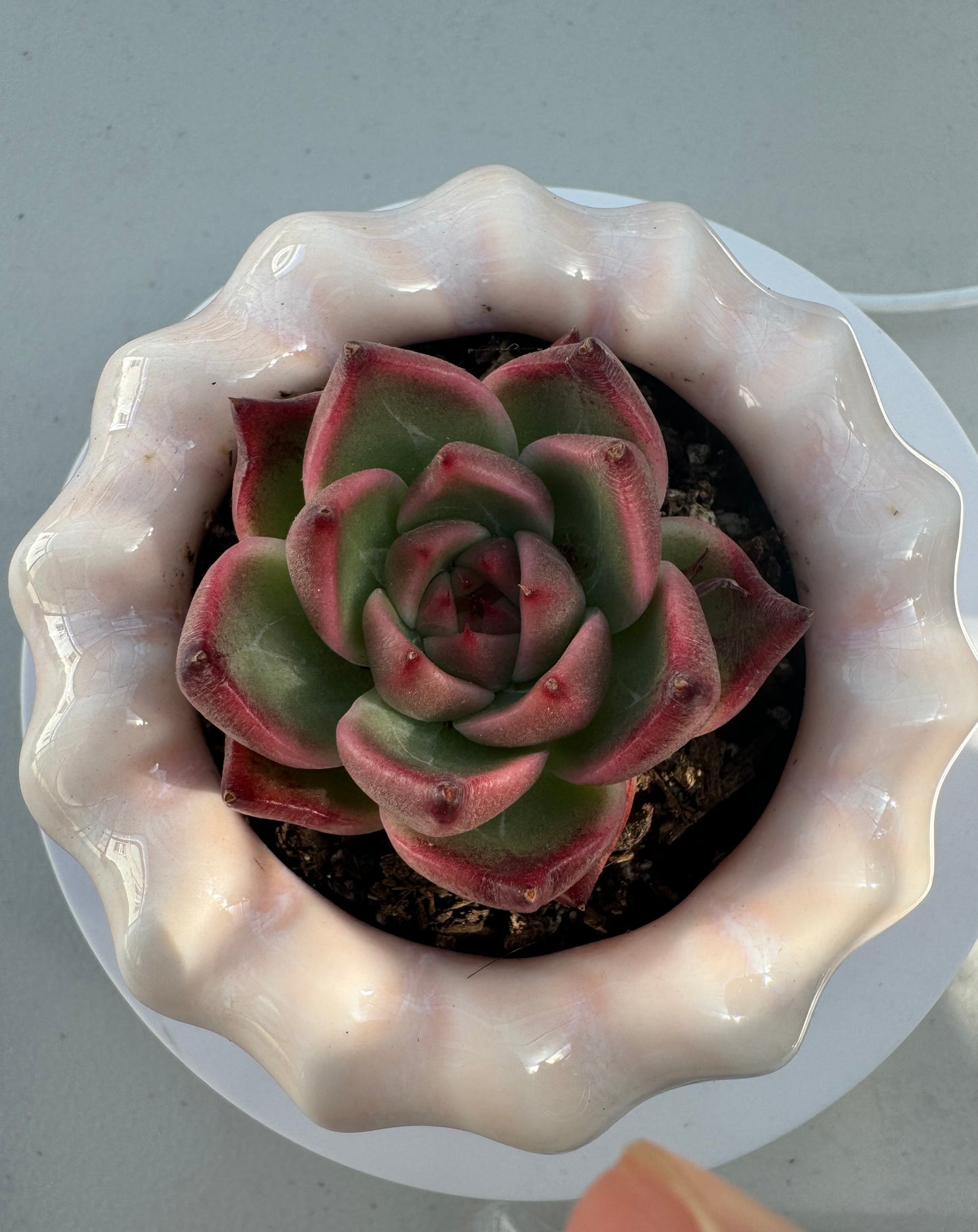 Echeveria JoJo