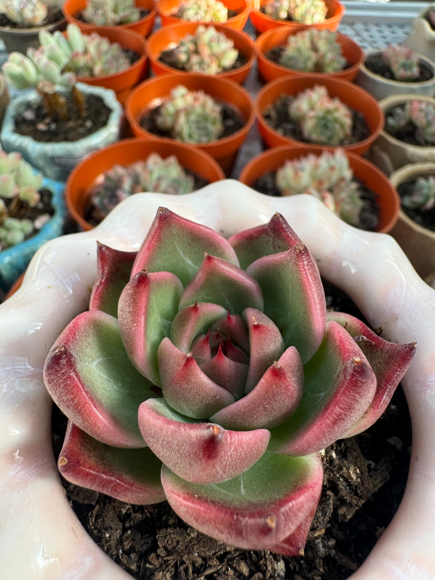 Echeveria JoJo