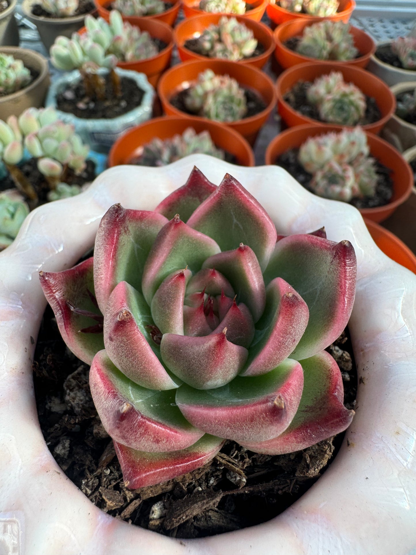 Echeveria JoJo