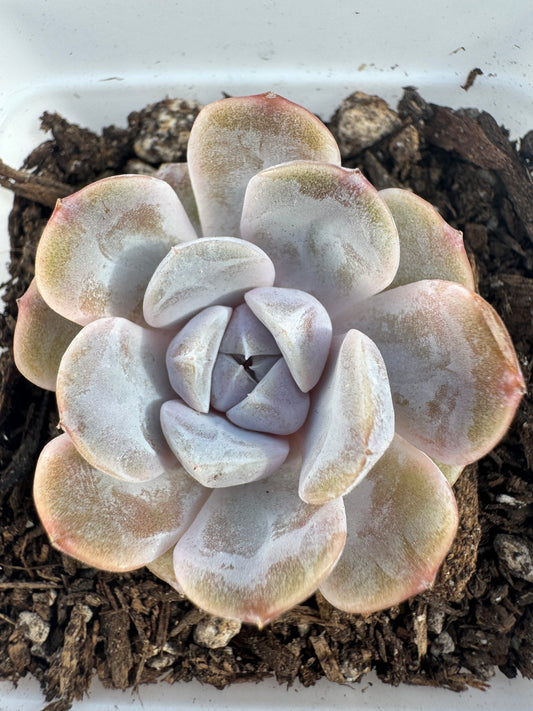 Echeveria Tynie Burger