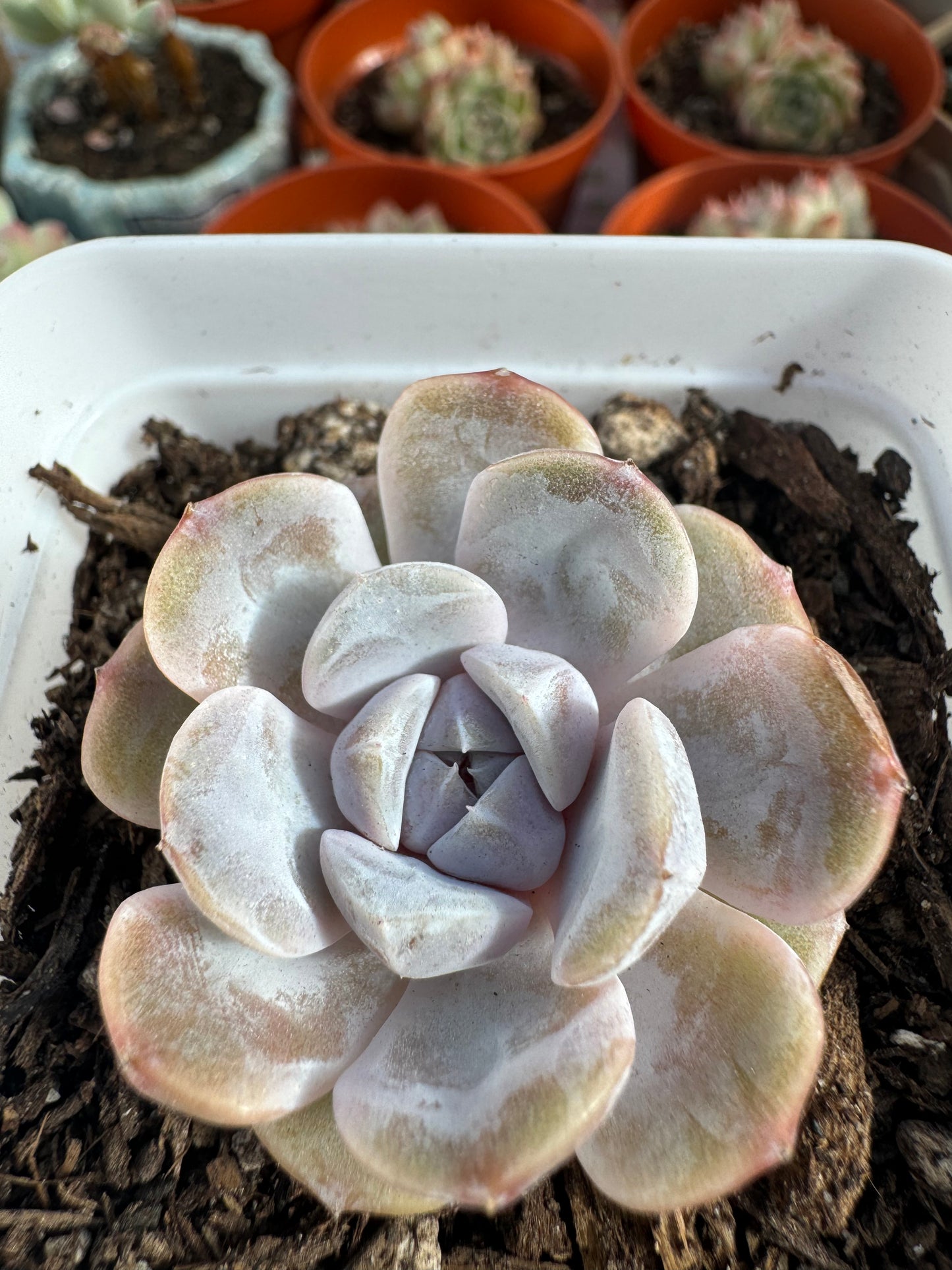 Echeveria Tynie Burger