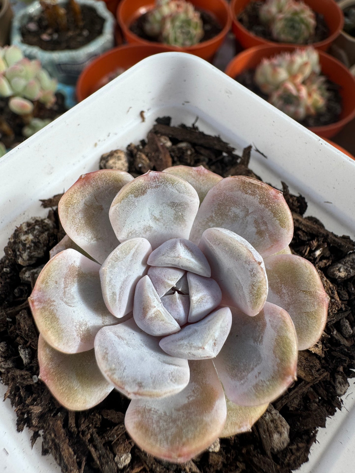 Echeveria Tynie Burger