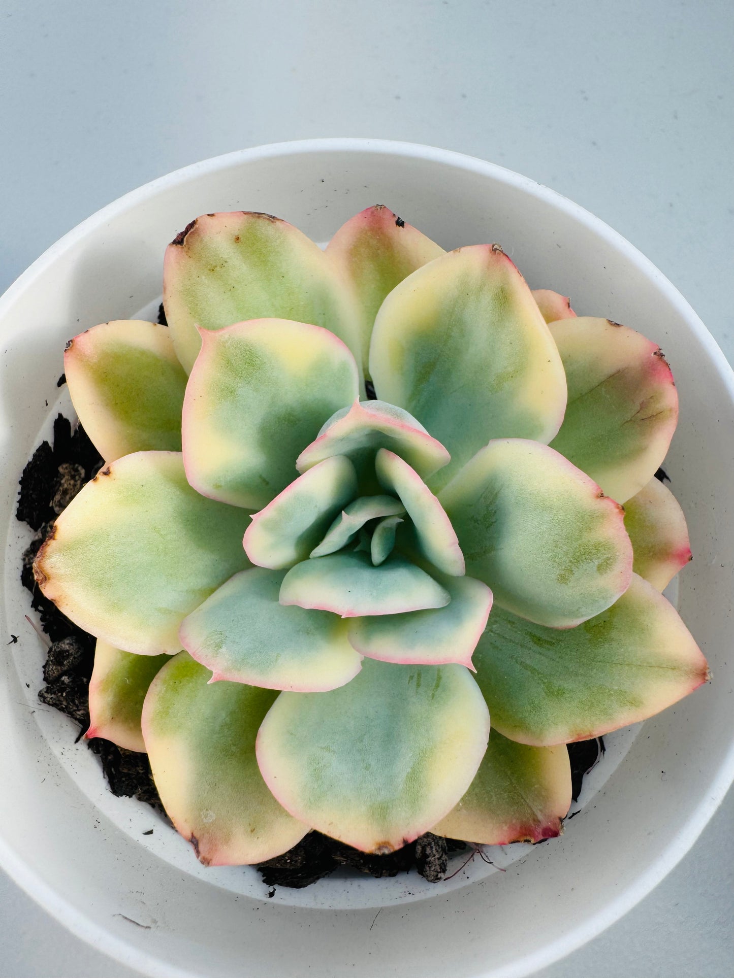 Echeveria Damask