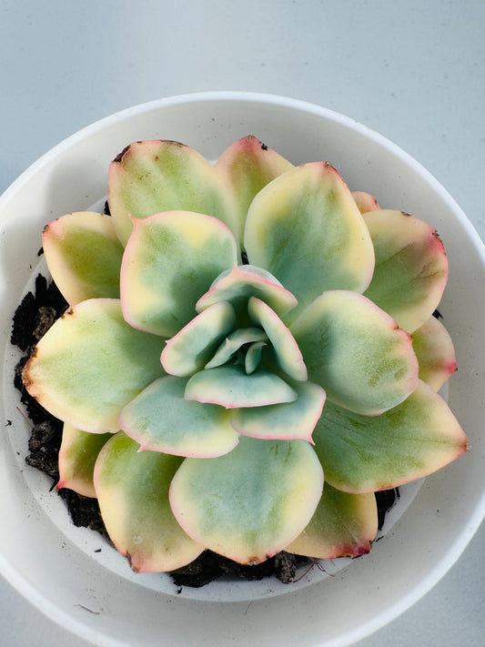 Echeveria Damask