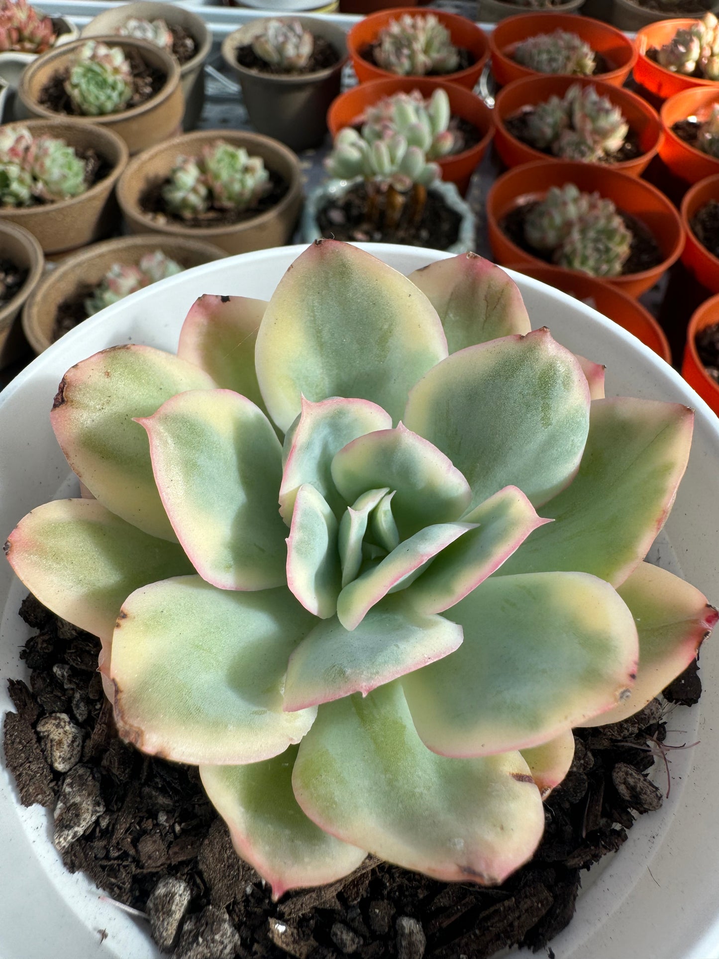 Echeveria Damask