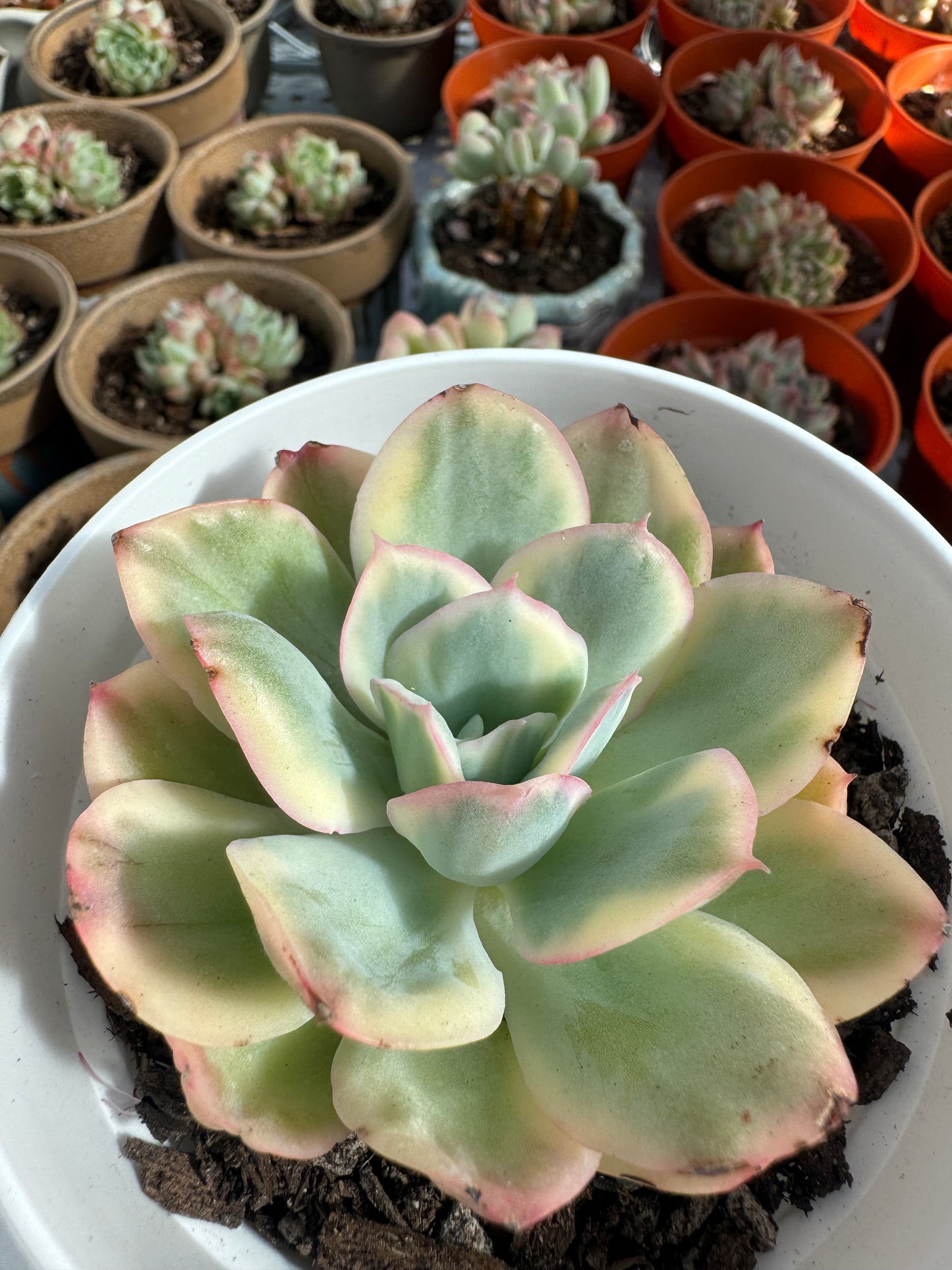 Echeveria Damask