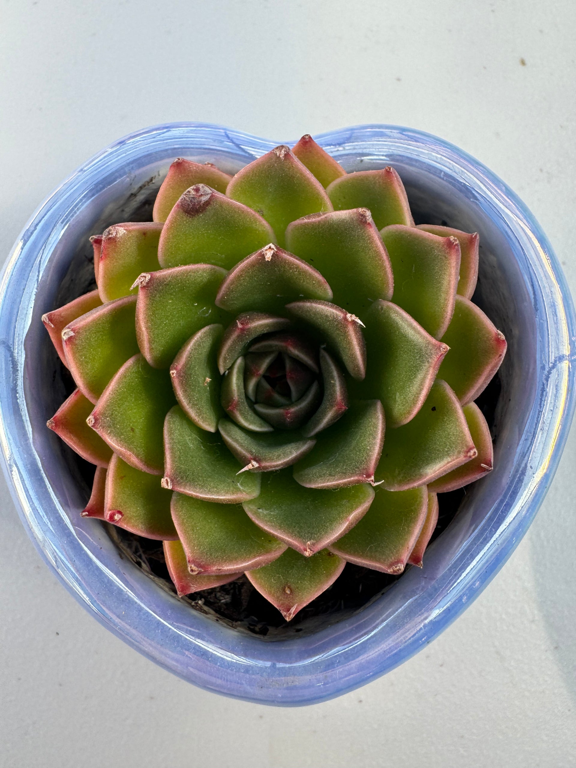 elk antler succulent Echeveria Christmas ELK – Extra Succulent