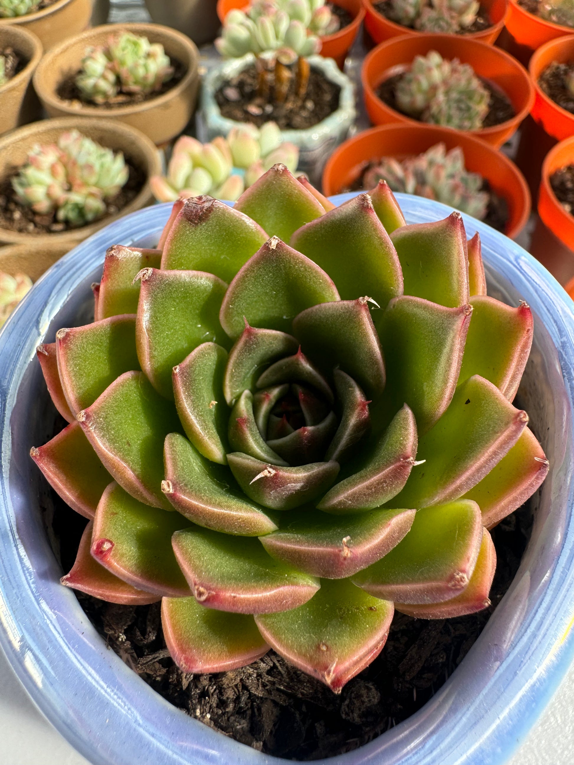 elk antler succulent Echeveria Christmas ELK